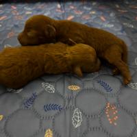 Barboncini toy e nani