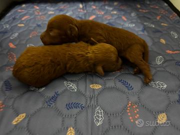 Barboncini toy e nani