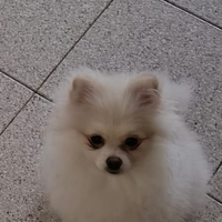 Cuccioli di Spitz tedesco nano Pomerania nati il 1