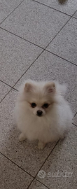 Cuccioli di Spitz tedesco nano Pomerania nati il 1