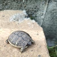 Pensione Animali Esotici