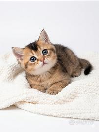 Meravigliosi cuccioli di British