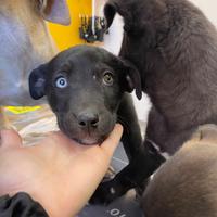 Cucciolo dolce amore nero beige vaccinato