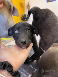 Cucciolo dolce amore nero beige vaccinato