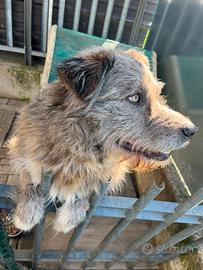 Cane meticcio del 2021