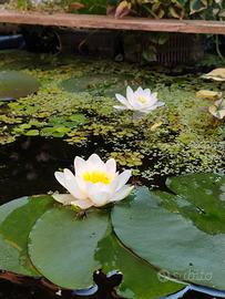 Ninfea per laghetto