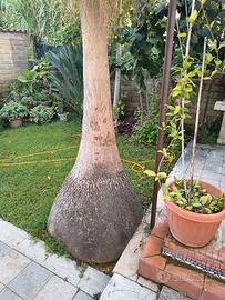 pianta Mangiafumo gigante