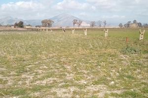 Terreno, zona Mondragone