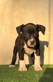 American pitbull terrier