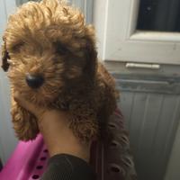 Barboncino Toy Enci Red Carico