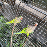 Coppia monaci riproduttrice