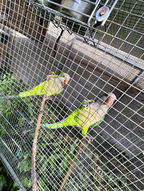 Coppia monaci riproduttrice