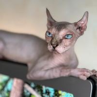 Gatto Sphynx femmina