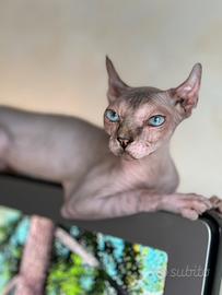 Gatto Sphynx femmina