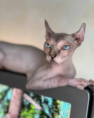 Gatto Sphynx femmina