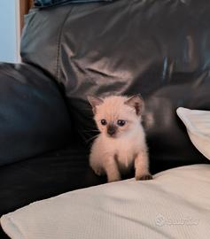 Cuccioli di siamese Thai
