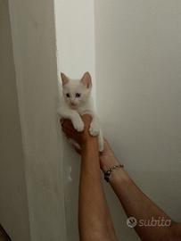 Gattini