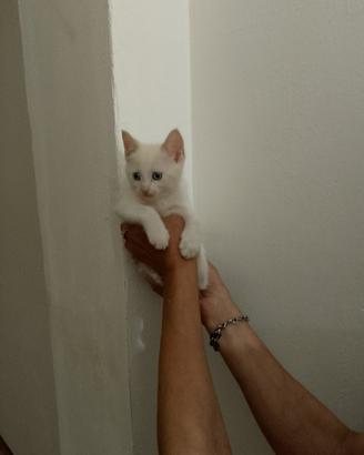Gattini