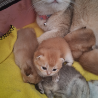 British Shorthair maschietti