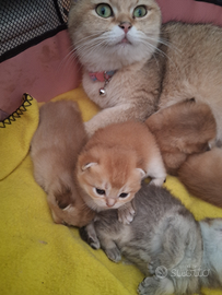 British Shorthair maschietti