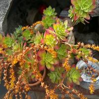 Pianta grassa (sedum palmeri)