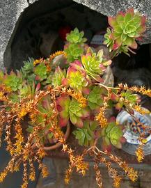 Pianta grassa (sedum palmeri)