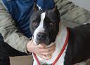 betsy-der-pitbull-2016