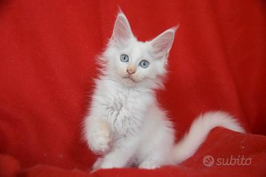 Cucciola Maine coon bianco occhi blu