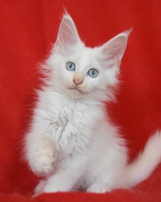 Cucciola Maine coon bianco occhi blu