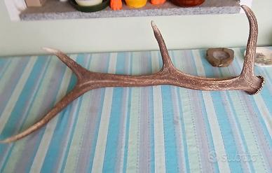 Corno di cervo adulto