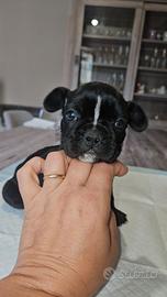 Bulldog francese nero bianco femmina