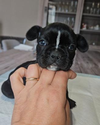 Bulldog francese nero bianco femmina