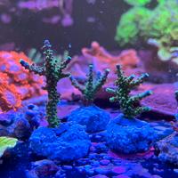 Corallo Acropora joker