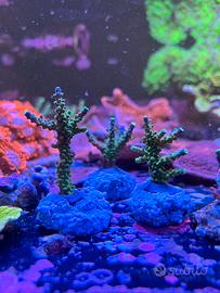 Corallo Acropora joker