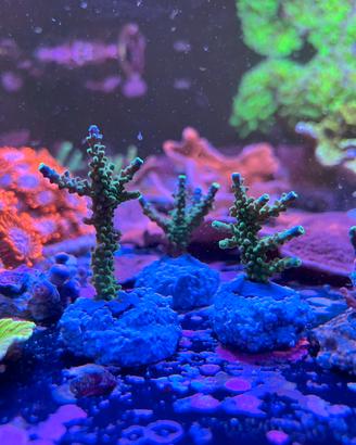 Corallo Acropora joker