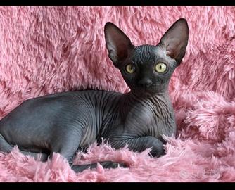 Cuccioli di Canadian Sphynx