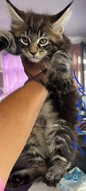Cuccioli Maine coon