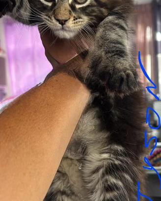 Cuccioli Maine coon