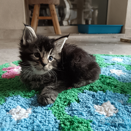 Cuccioli di Maine Coon