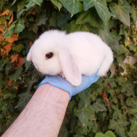 Coniglio nano ariete