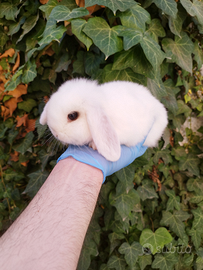 Coniglio nano ariete