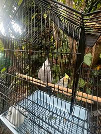 Ucelli