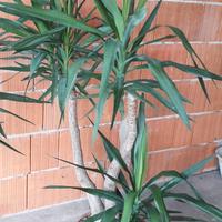 tronchetto della felicità yucca