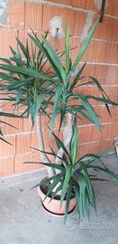 tronchetto della felicità yucca