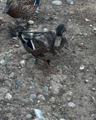 Animali misti