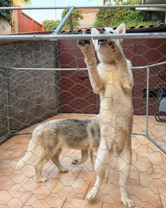 SIBERIAN husky