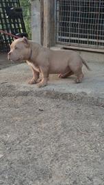 American bully pocket