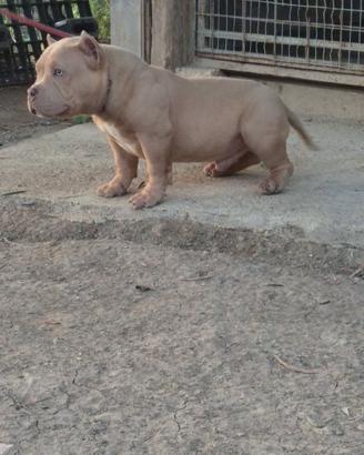 American bully pocket