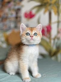British Shorthair