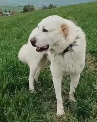 Alabai caucaso femmine